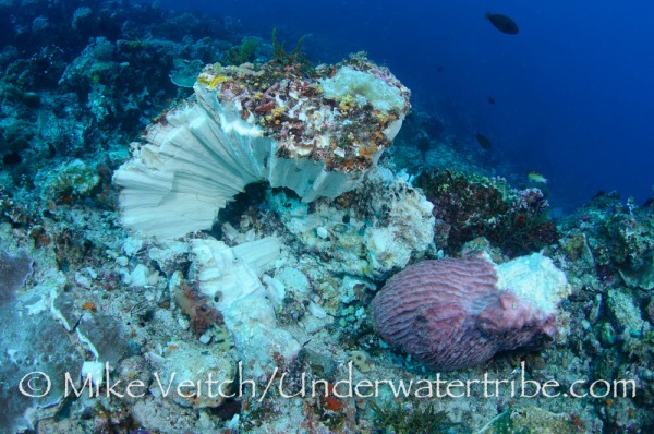 Bombing is just one Threat to Coral
