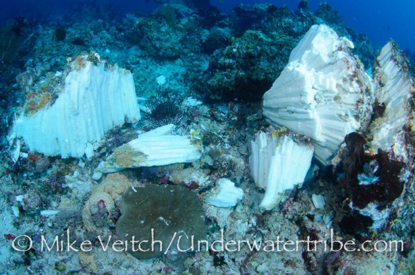 Hard Coral and Sponges Destroyed